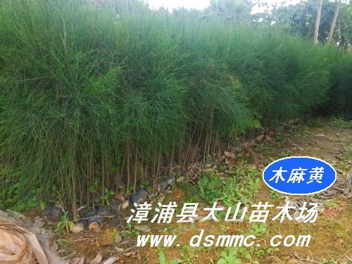 供应木麻黄苗（海边造林苗，生态造林种苗）
